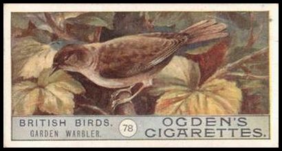 78 Garden Warbler
